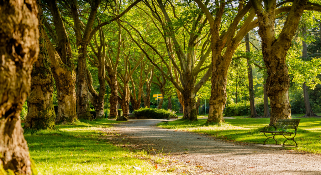 tree lined path with benches