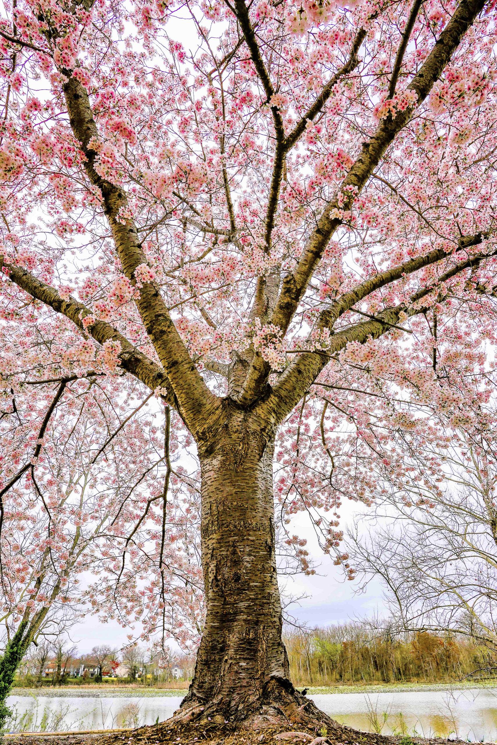 Spring blossoms on a cherry tree